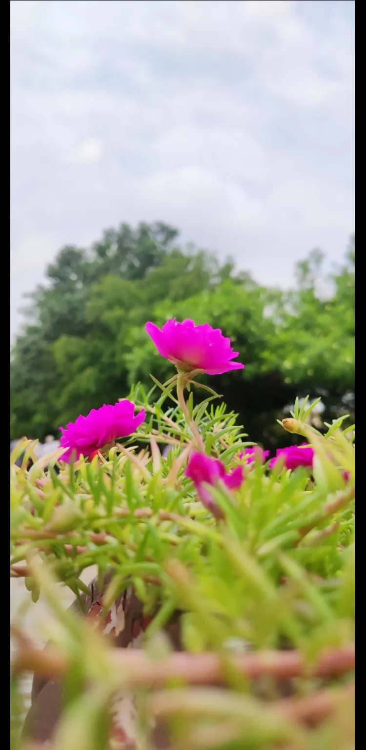 Photo of kota rajsthan By Aman Tasera