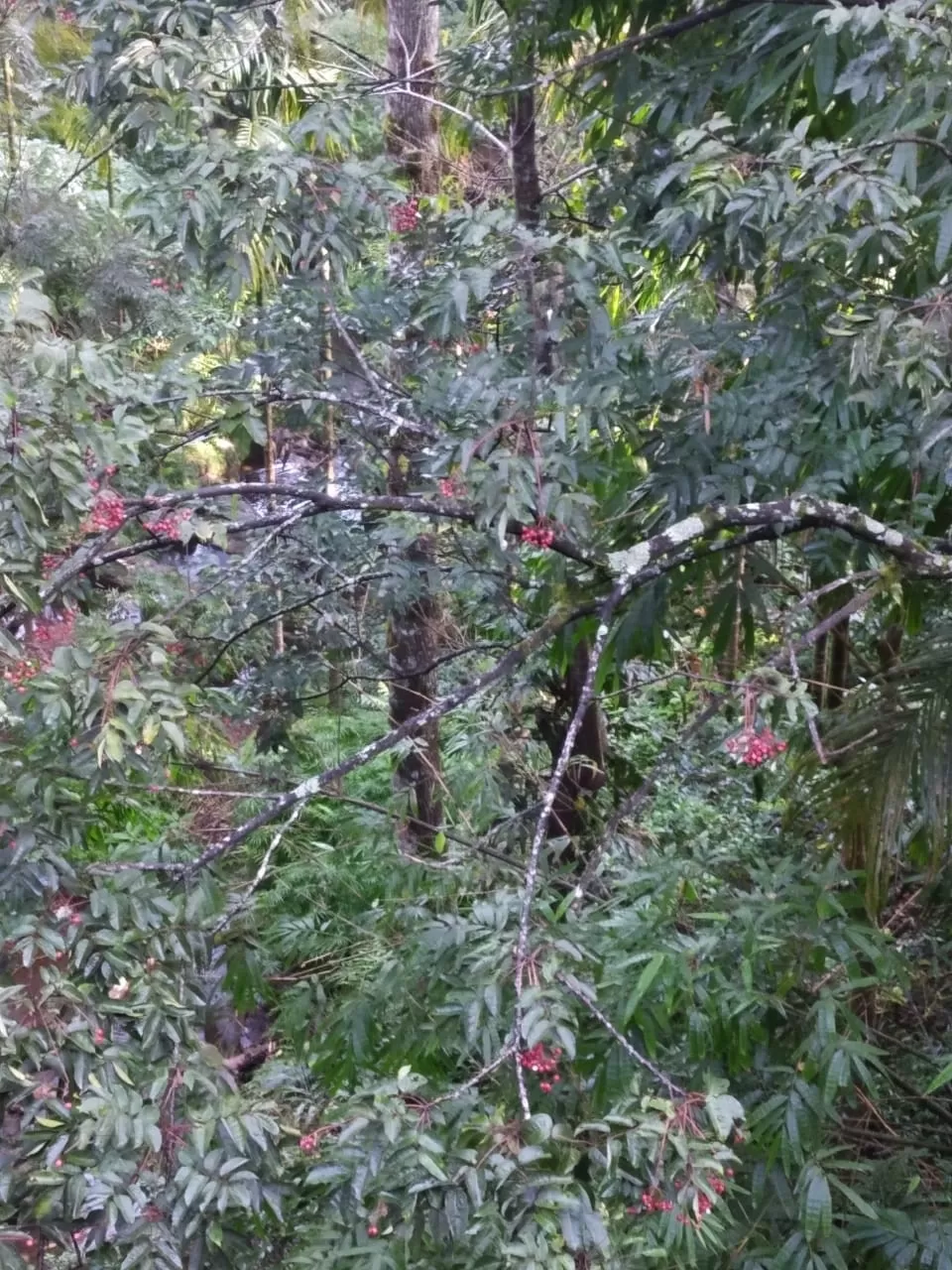 Photo of Coorg Wilderness Resort By Manish Yaduvanshi