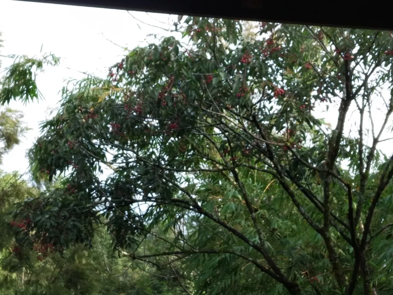 Photo of Coorg Wilderness Resort By Manish Yaduvanshi