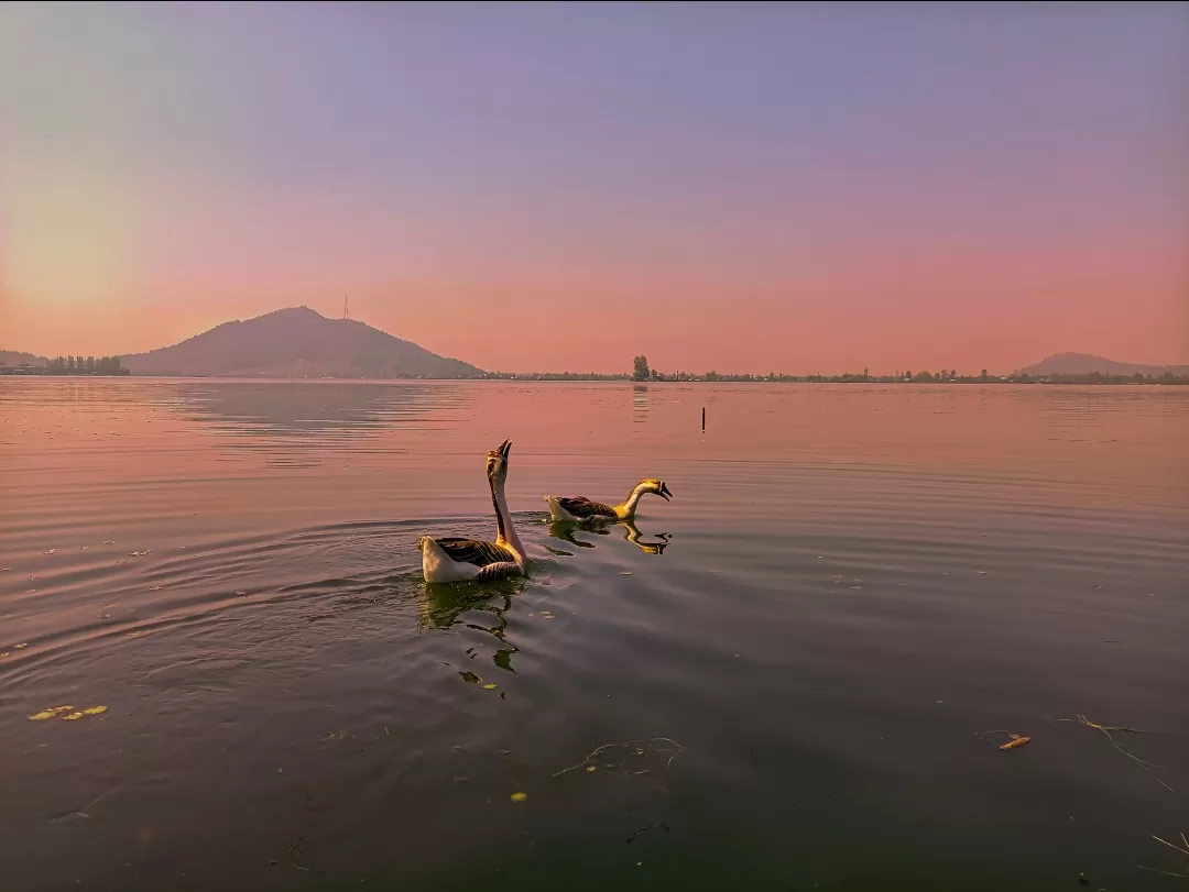 Photo of Dal Lake By Anaam Farooq