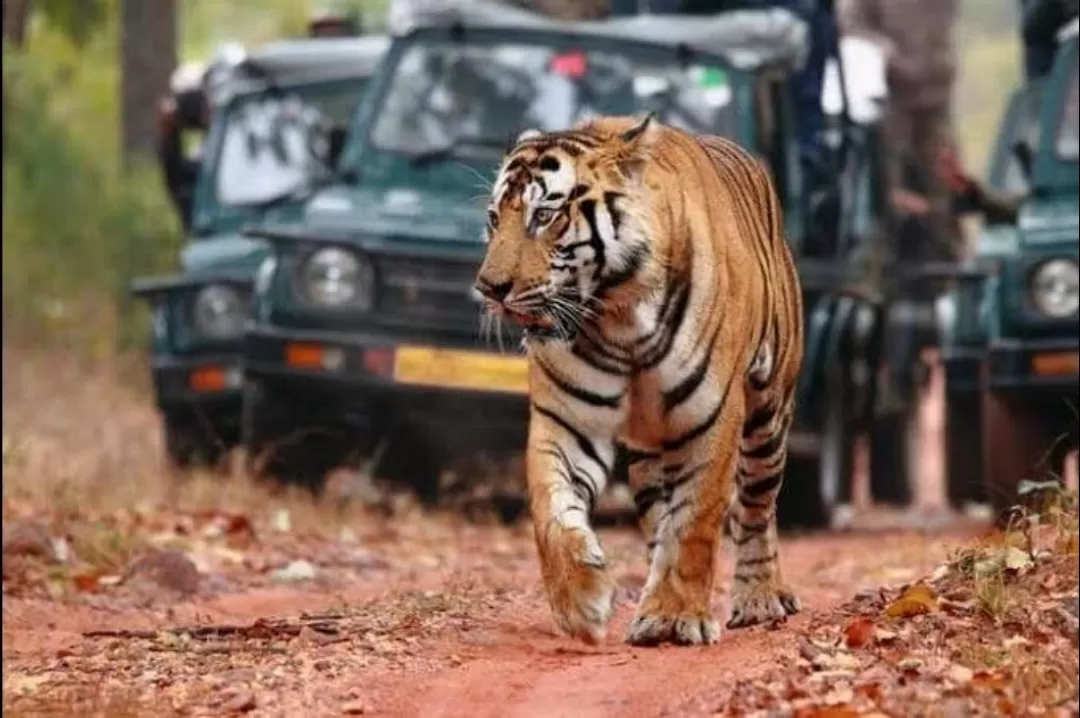 Photo of Achanakmar Wildlife Sanctuary By Rudra Pratap Sahu