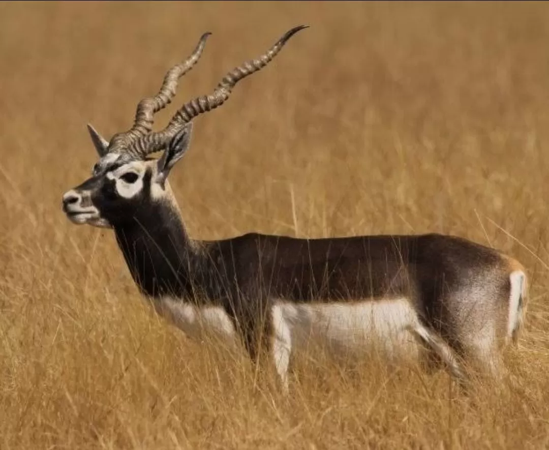 Photo of Achanakmar Wildlife Sanctuary By Rudra Pratap Sahu