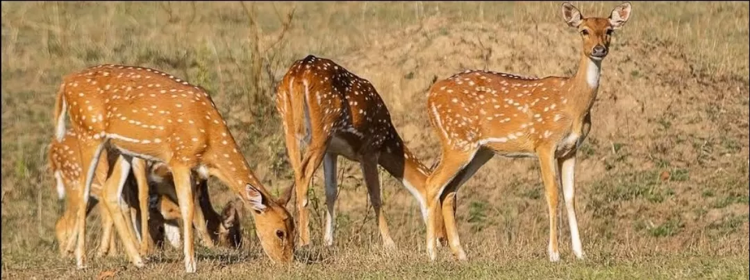 Photo of Achanakmar Wildlife Sanctuary By Rudra Pratap Sahu