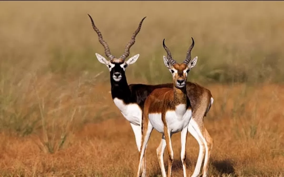 Photo of Achanakmar Wildlife Sanctuary By Rudra Pratap Sahu