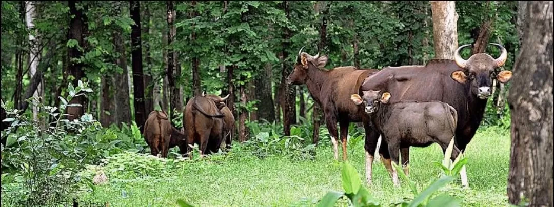 Photo of Achanakmar Wildlife Sanctuary By Rudra Pratap Sahu