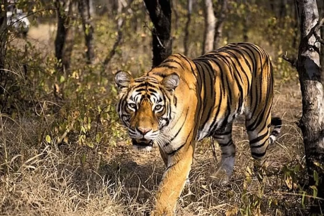 Photo of Kanger Valley National Park By Rudra Pratap Sahu