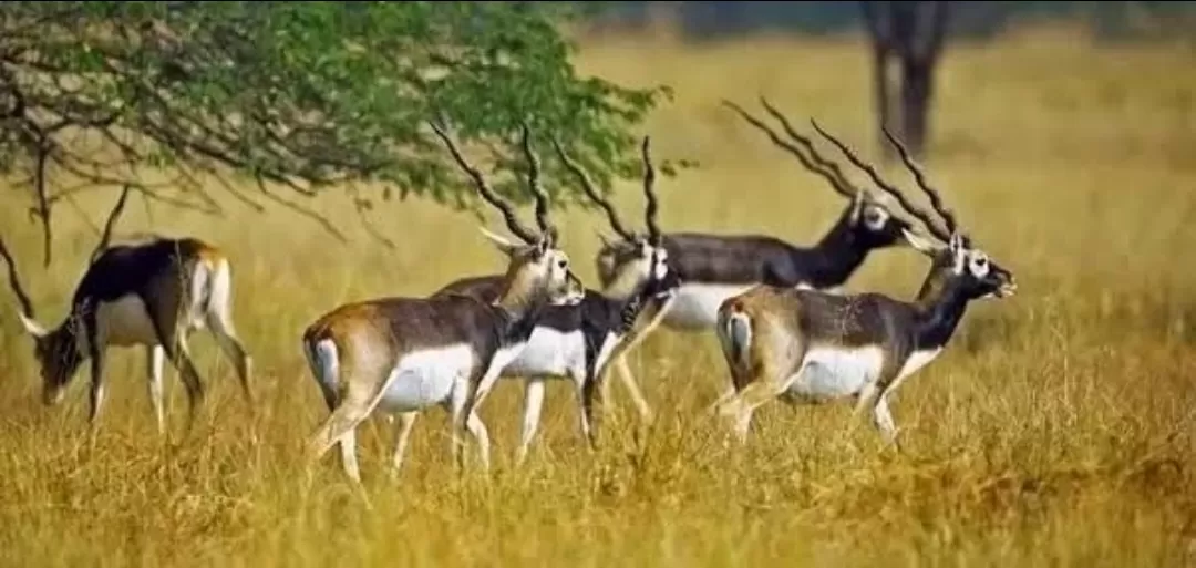 Photo of Kanger Valley National Park By Rudra Pratap Sahu