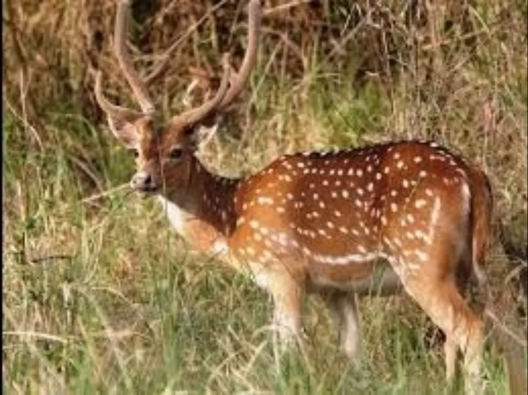 Photo of Kanger Valley National Park By Rudra Pratap Sahu