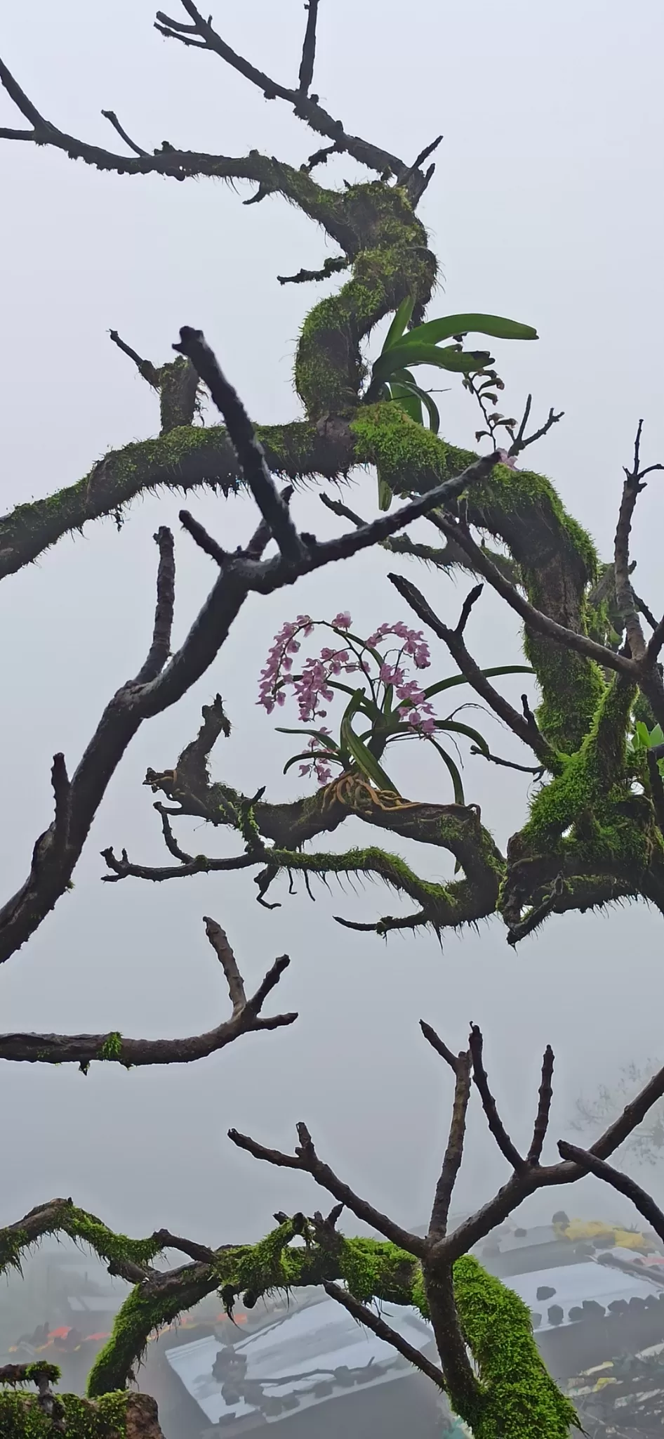 Photo of Brahmagiri By AnandaKrishna