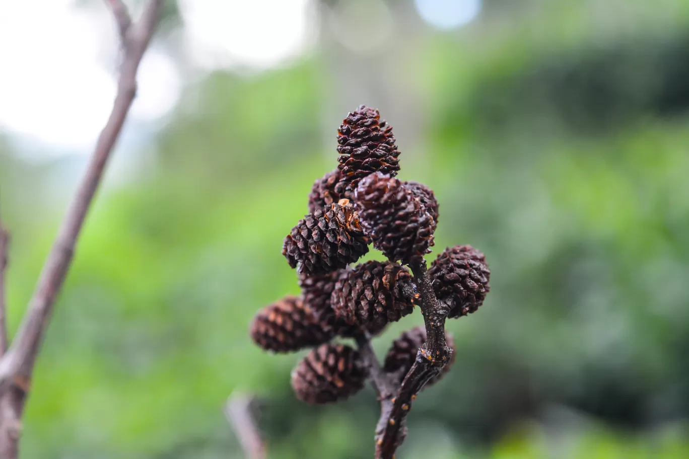 Photo of A trip to Nainital, Kausani and Ranikhet.... By Kalraa Deepakk