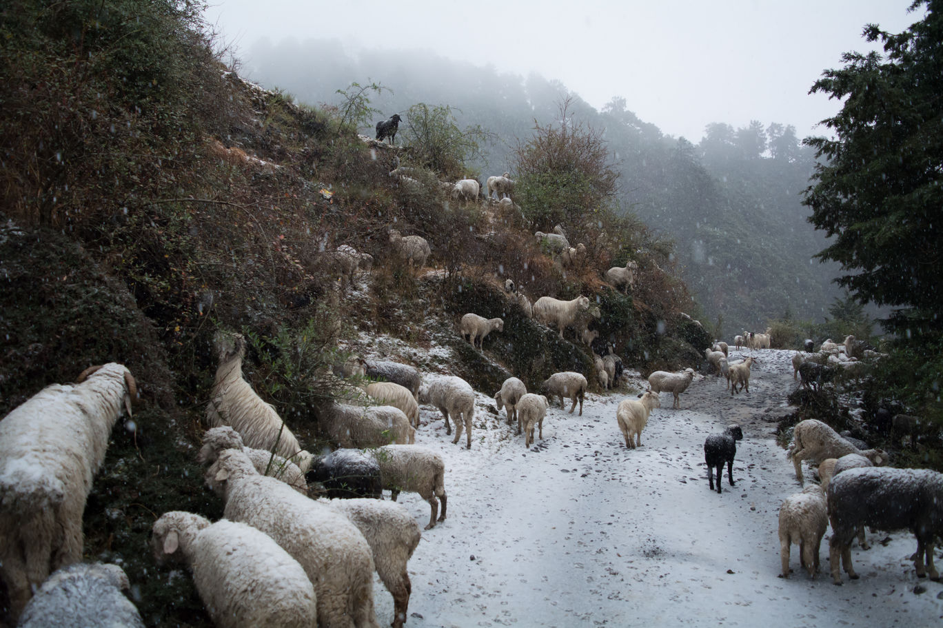 Photo of Random Trip to Chakrata By Kalraa Deepakk