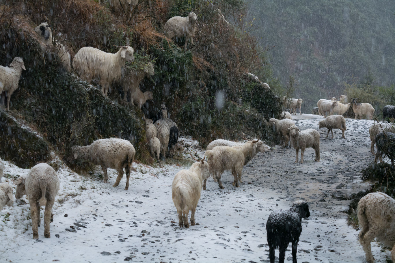 Photo of Random Trip to Chakrata By Kalraa Deepakk