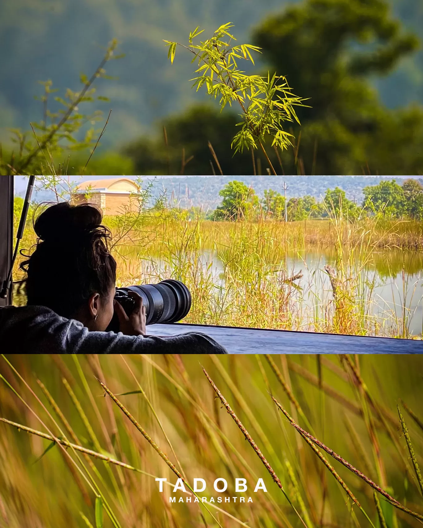 Photo of Tadoba-Andhari National Park By Tanvi Shah (travelstoriesbytan)