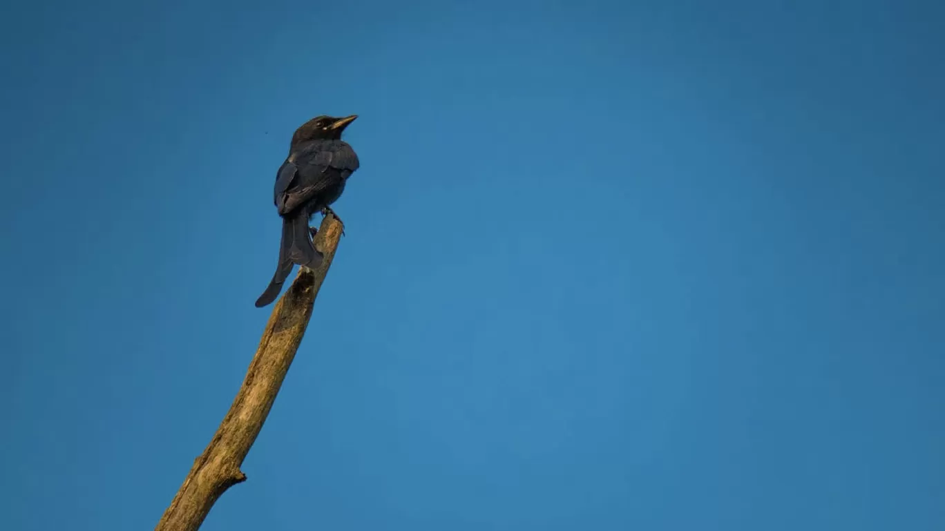 Photo of Tadoba-Andhari National Park By Tanvi Shah (travelstoriesbytan)