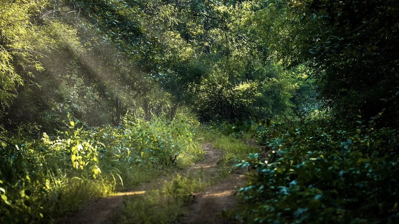 Photo of Tadoba-Andhari National Park By Tanvi Shah (travelstoriesbytan)