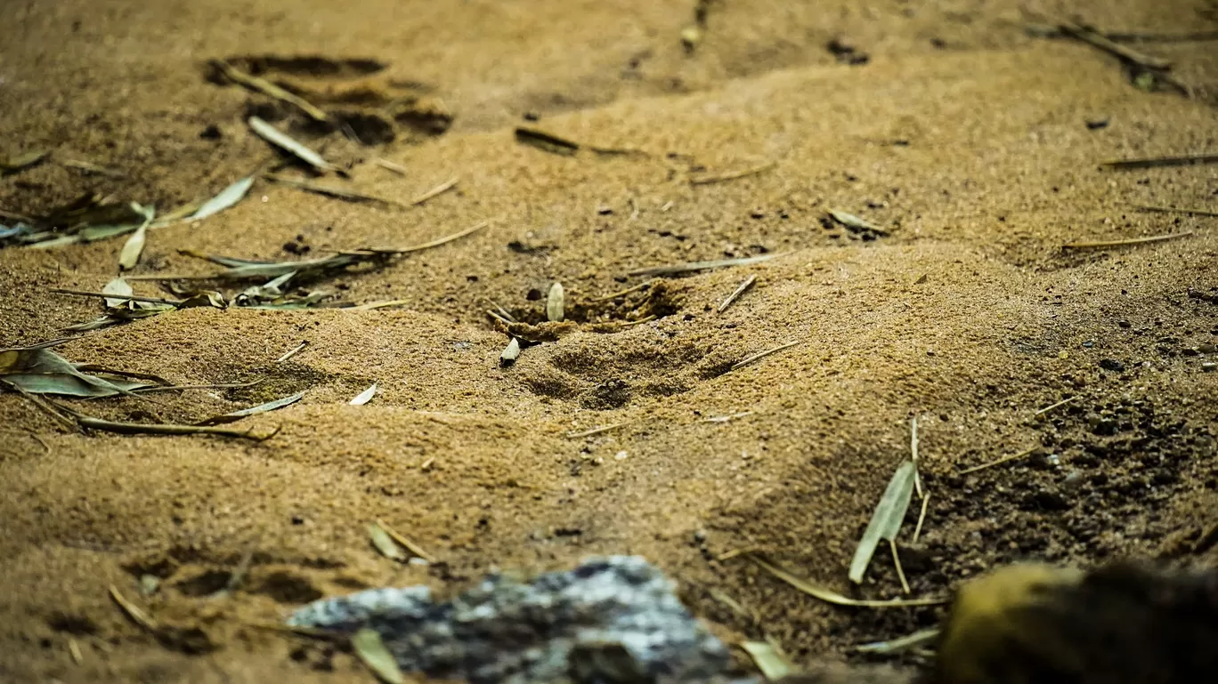 Photo of Tadoba-Andhari National Park By Tanvi Shah (travelstoriesbytan)