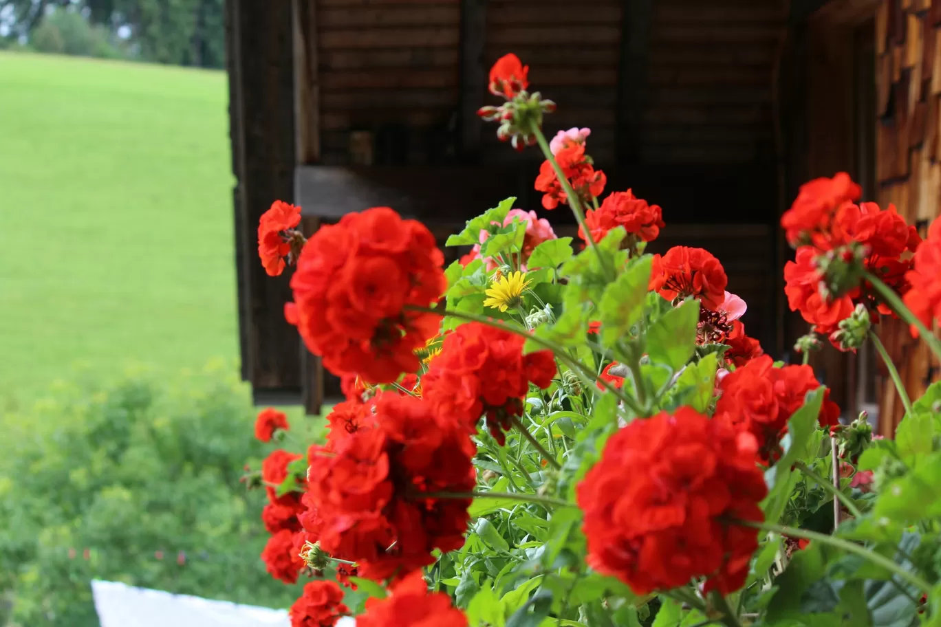 Photo of Black Forest By Santwana Rathi