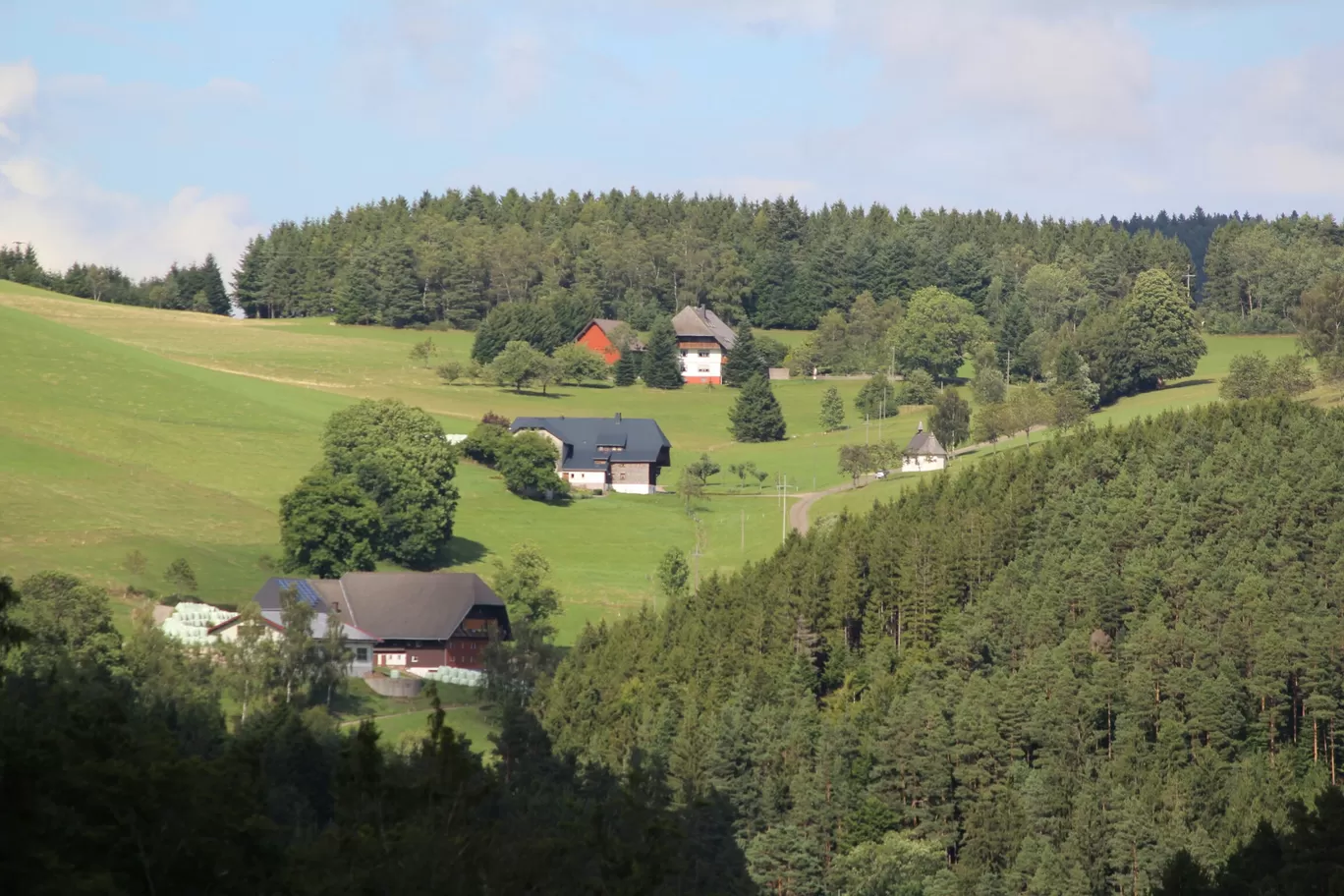 Photo of Black Forest By Santwana Rathi