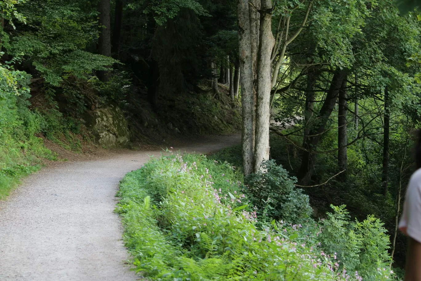 Photo of Black Forest By Santwana Rathi