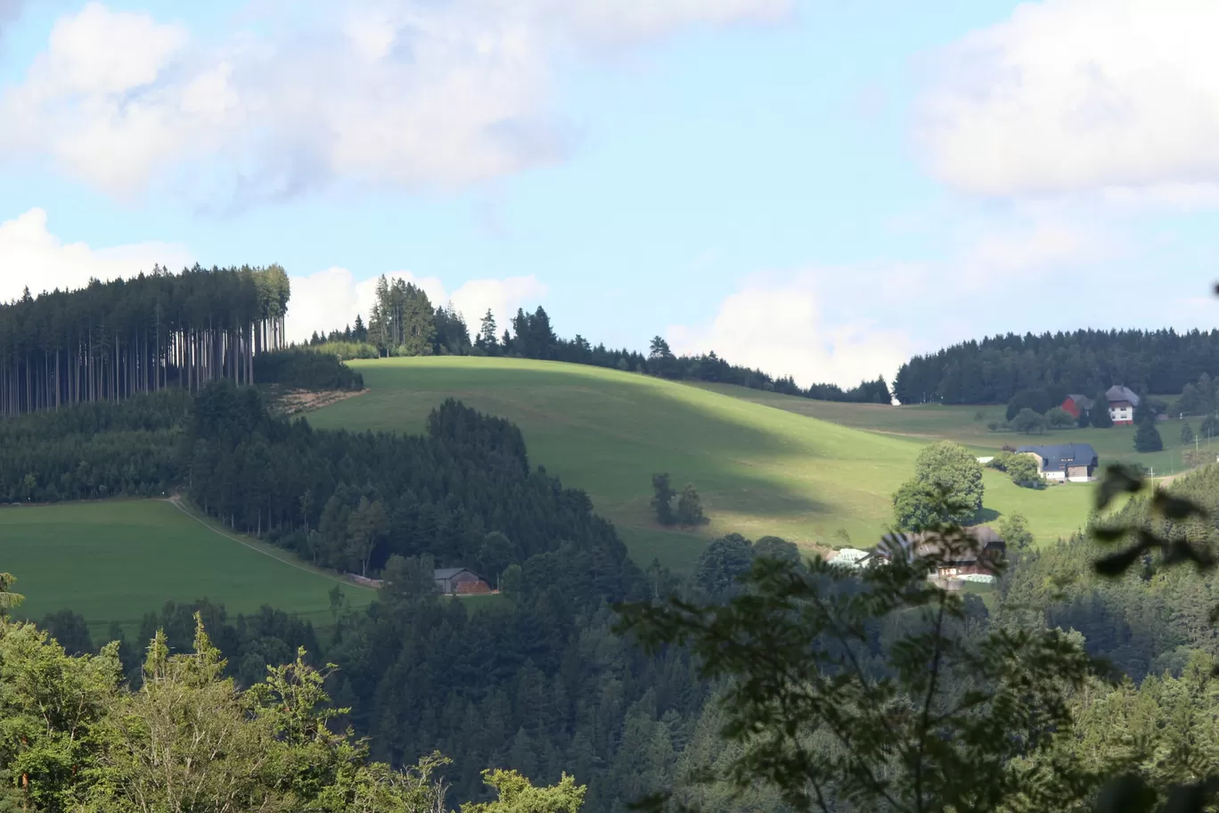 Photo of Black Forest By Santwana Rathi