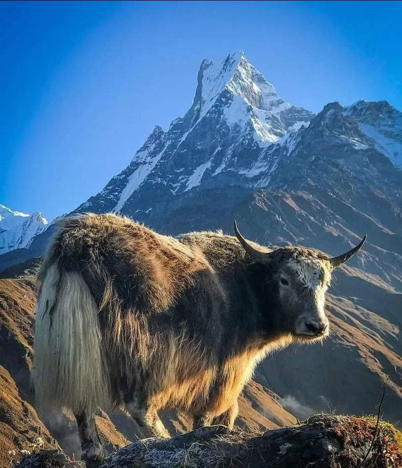 Photo of Kathmandu By Chauhan Alpeshimalya