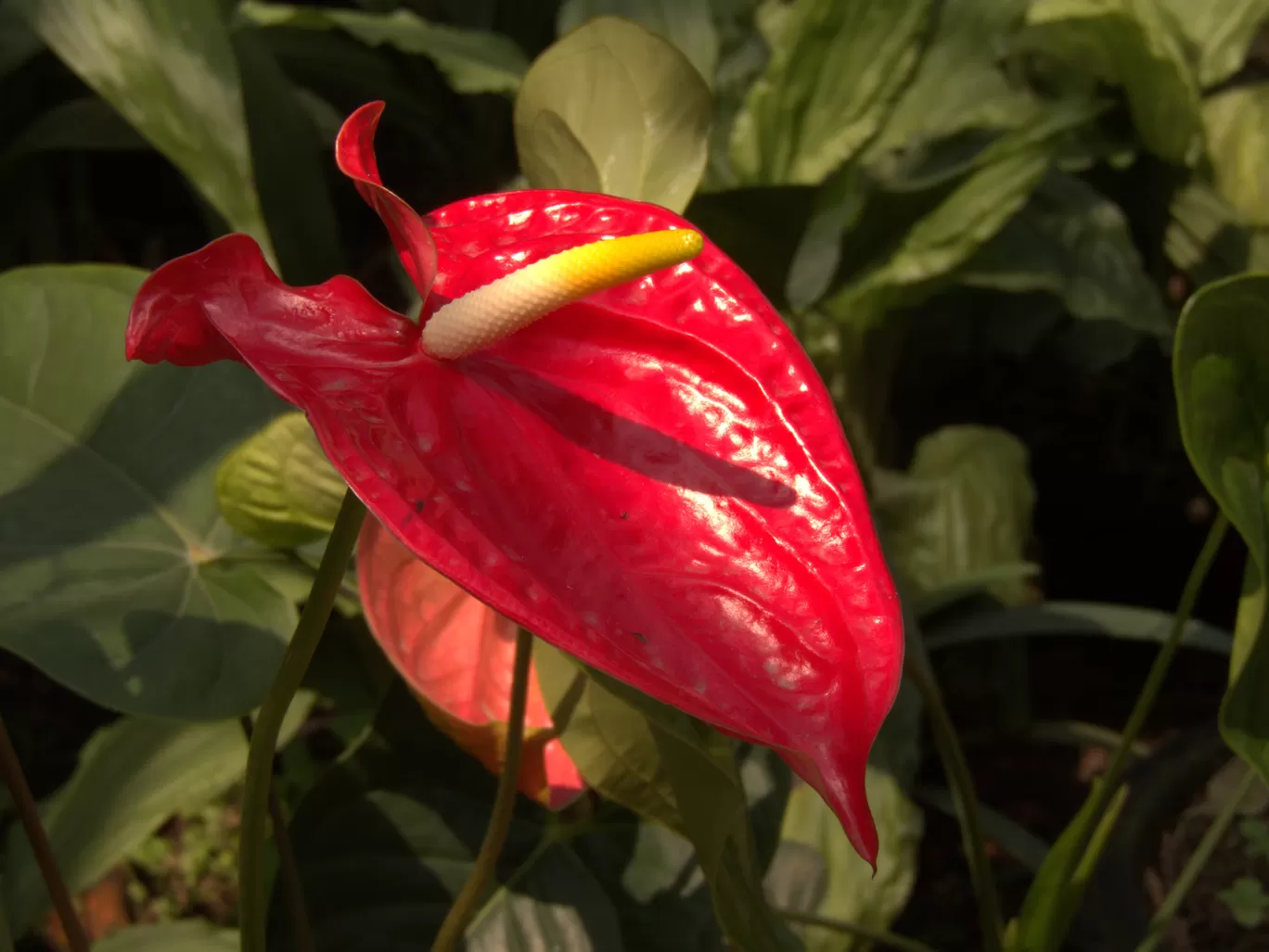 Photo of Kaziranga National Orchid and Biodiversity Park By Rohin Banerjee