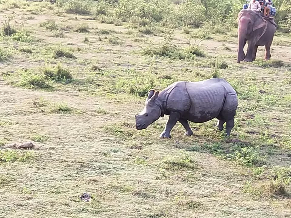 Photo of Kaziranga National Park By Rohin Banerjee