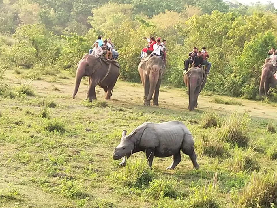 Photo of Kaziranga National Park By Rohin Banerjee