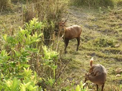Photo of Kaziranga National Park By Rohin Banerjee