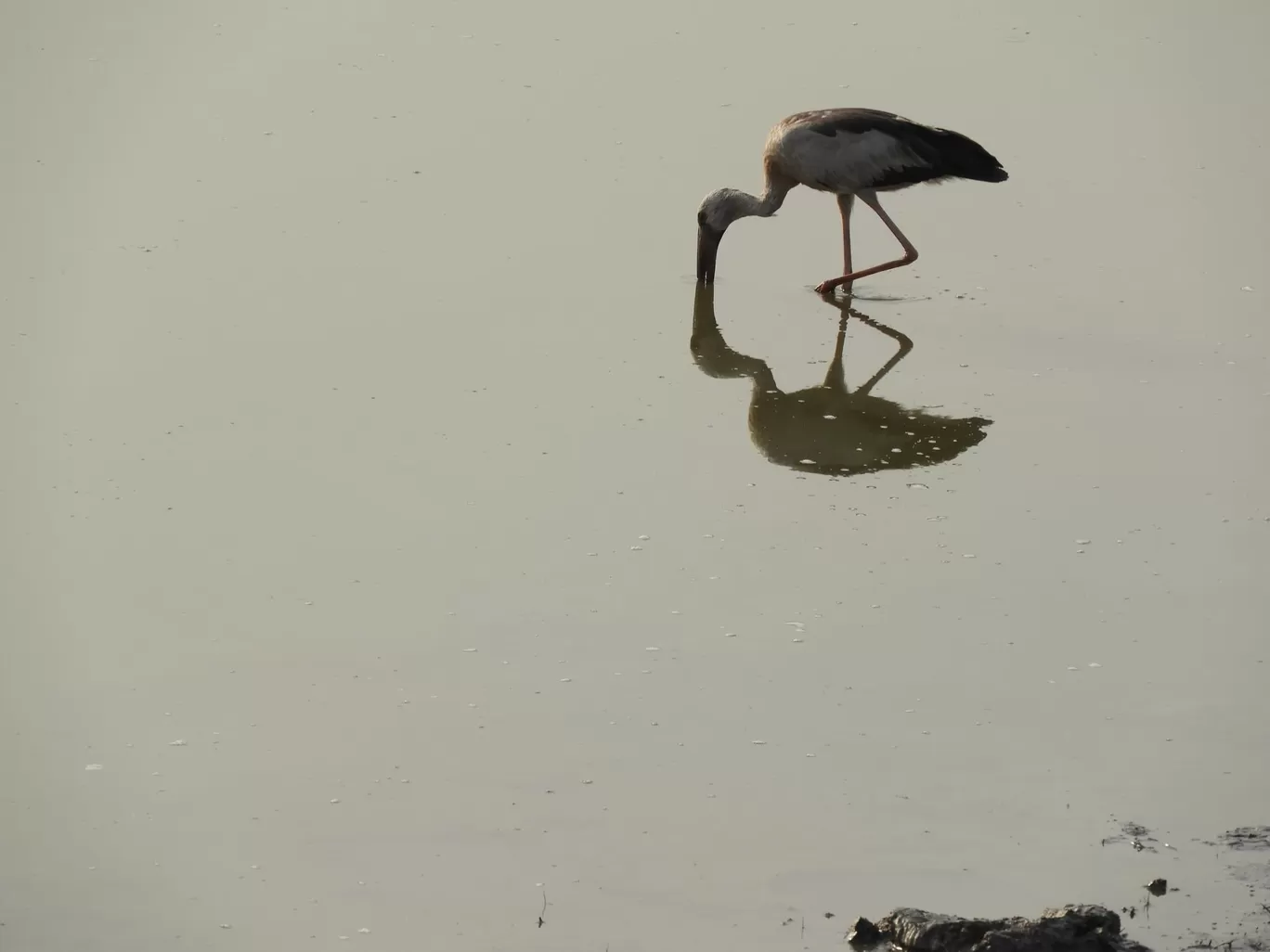 Photo of Kaziranga National Park By Rohin Banerjee