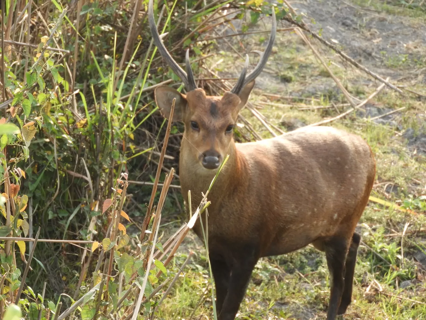 Photo of Kaziranga National Park By Rohin Banerjee