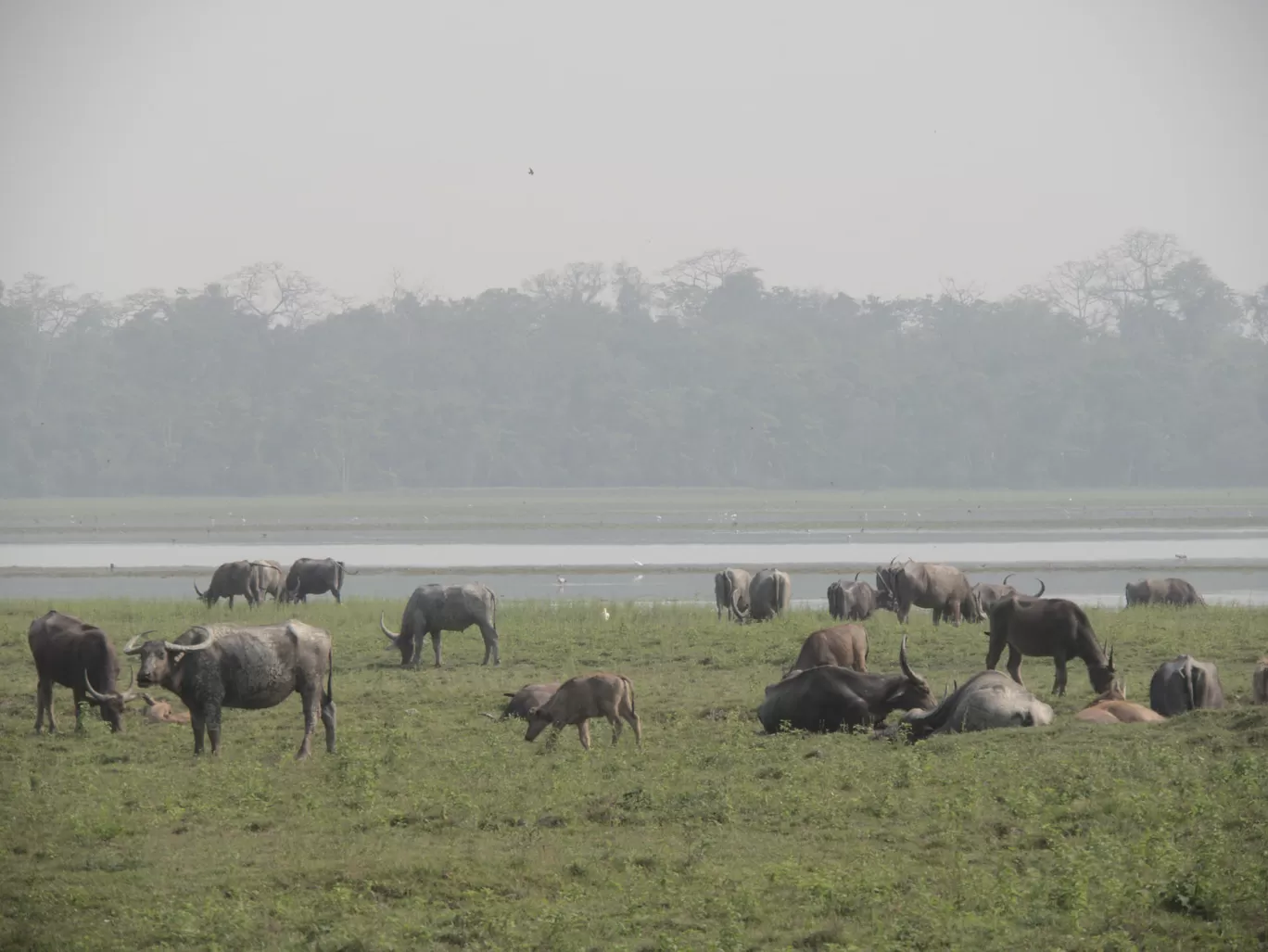 Photo of Kaziranga National Park By Rohin Banerjee