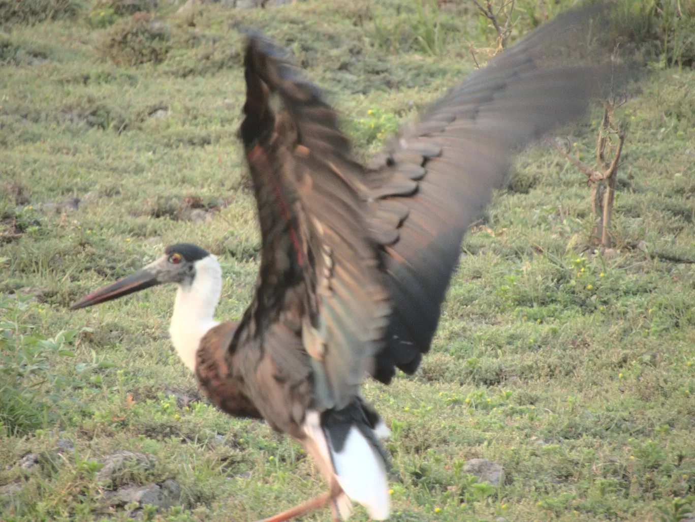 Photo of Kaziranga National Park By Rohin Banerjee
