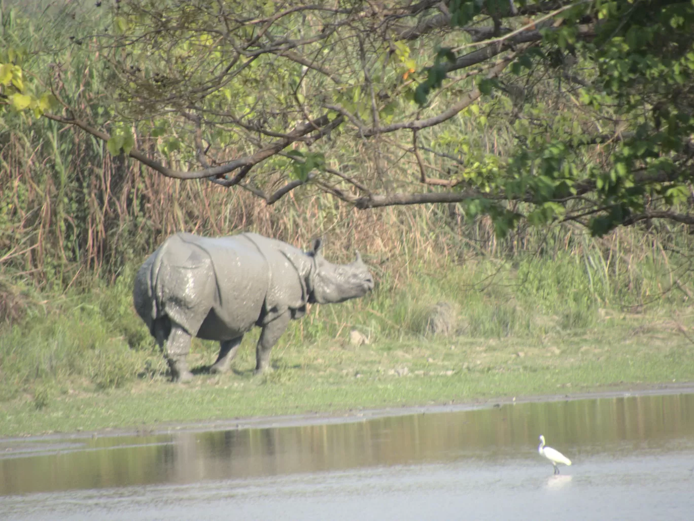 Photo of Kaziranga National Park By Rohin Banerjee