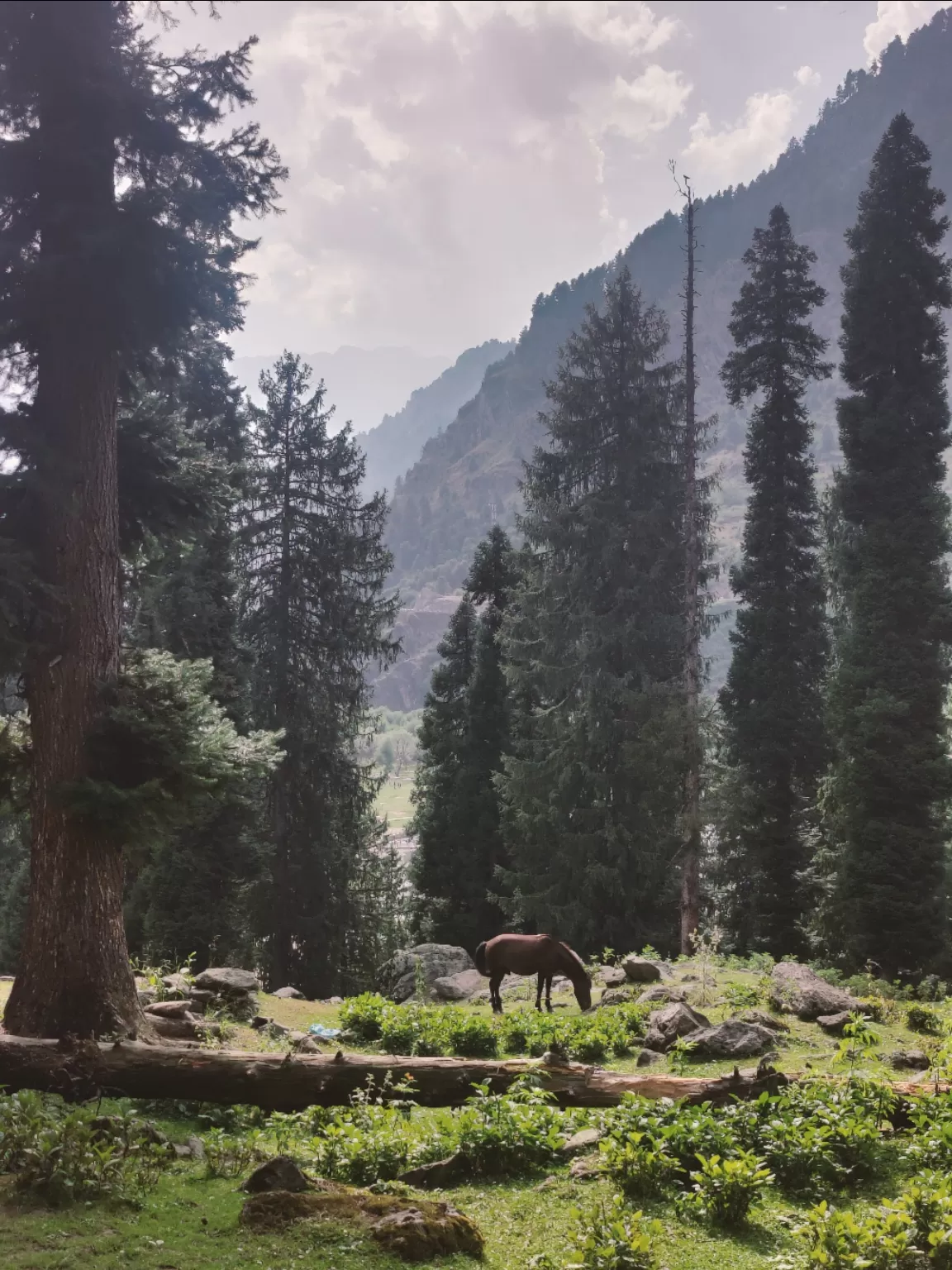 Photo of Betaab Valley By Soumalya Banerjee