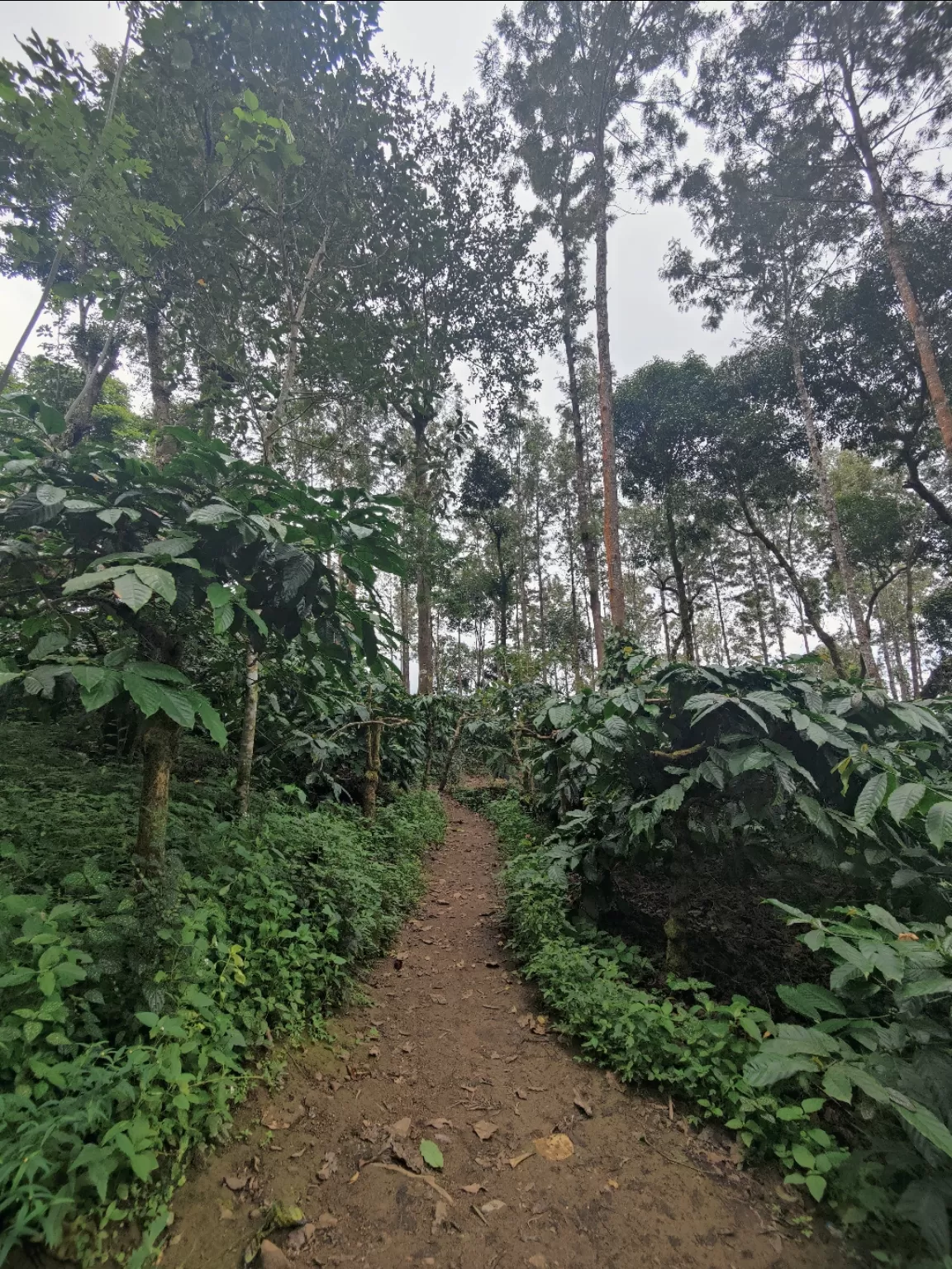 Photo of Coorg By Soumalya Banerjee
