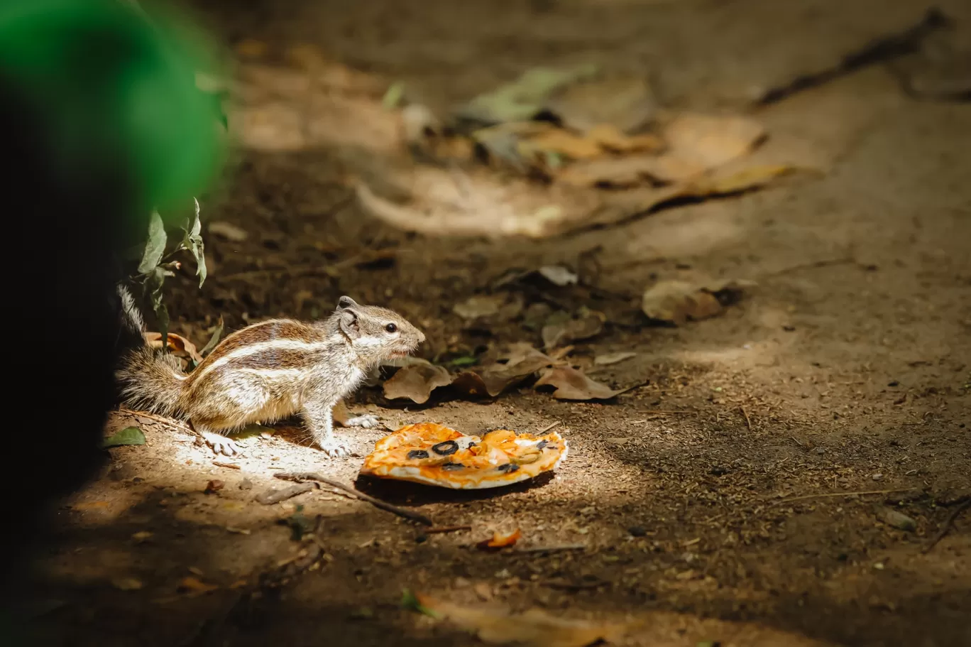 Photo of Lodhi Garden By Sumit Chander