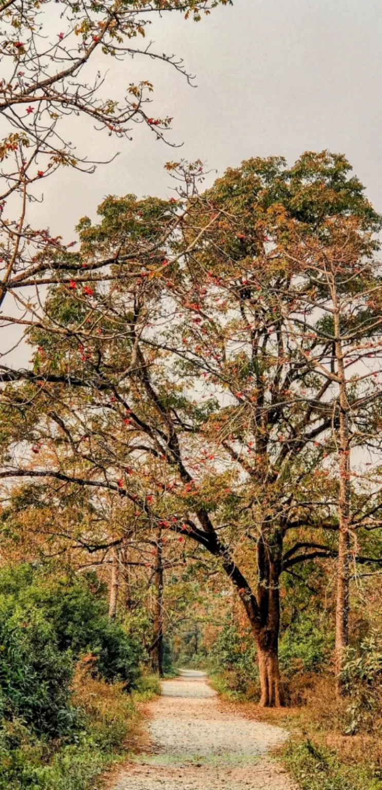 Photo of Manas National Park By ARINDAM TALUKDAR 