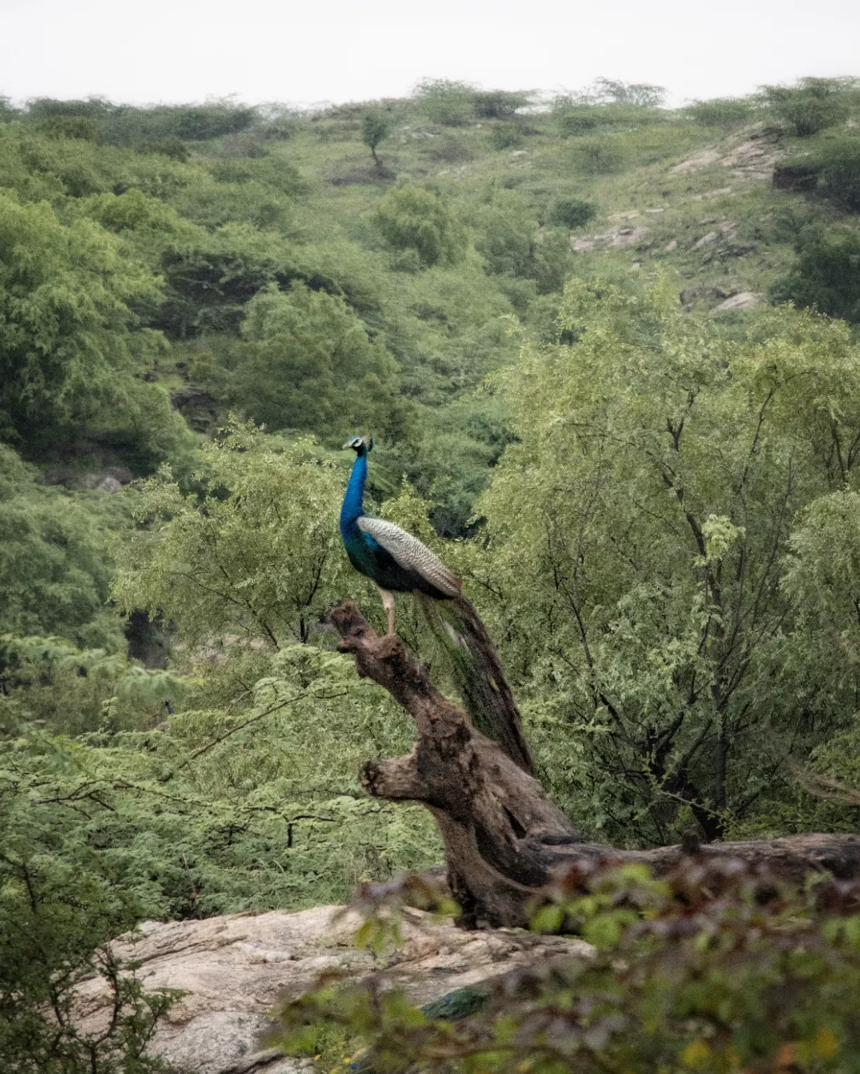 Photo of Brij Pola Jawai By christian betzmann