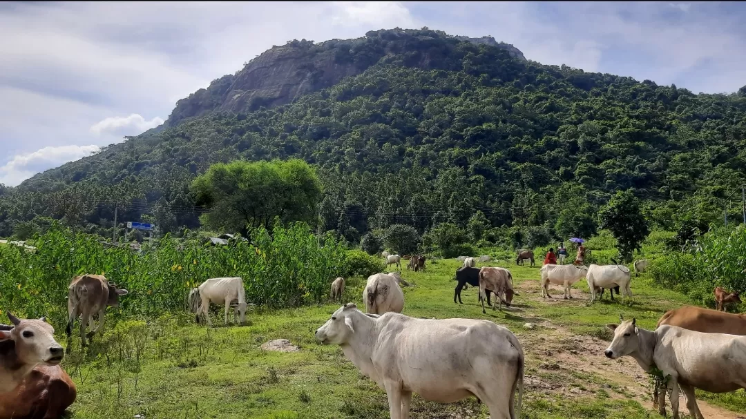 Photo of Ayodhya Hills By Srikrishna Das