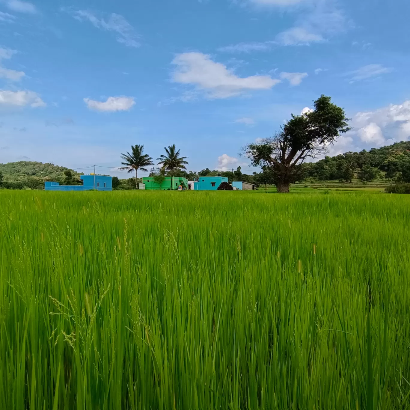 Photo of Yelagiri Hills By Chandru's Road Trip