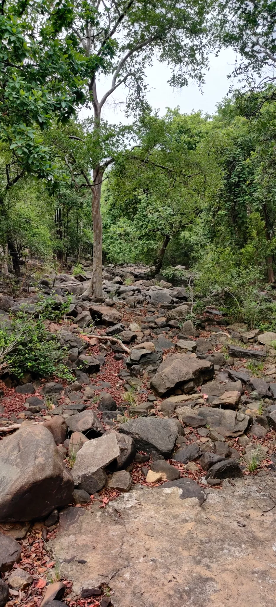 Photo of Panna National Park By Vinay Kumar