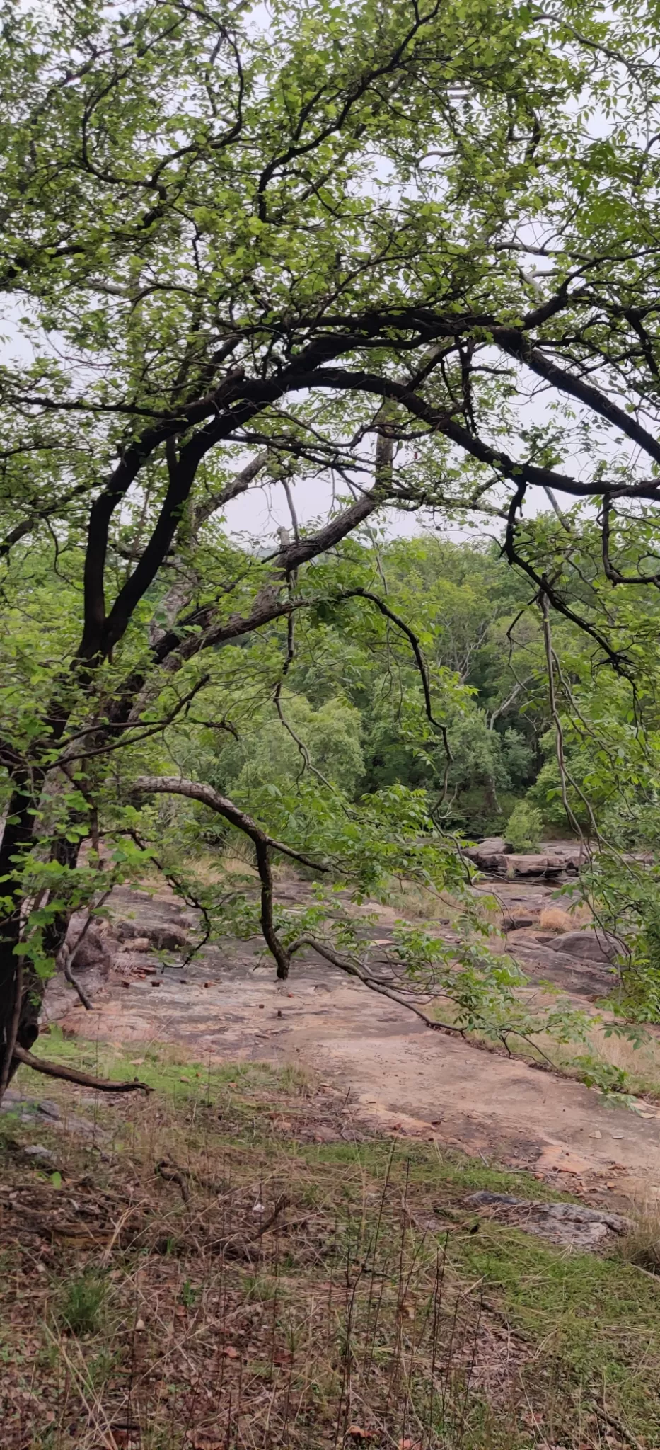 Photo of Panna National Park By Vinay Kumar