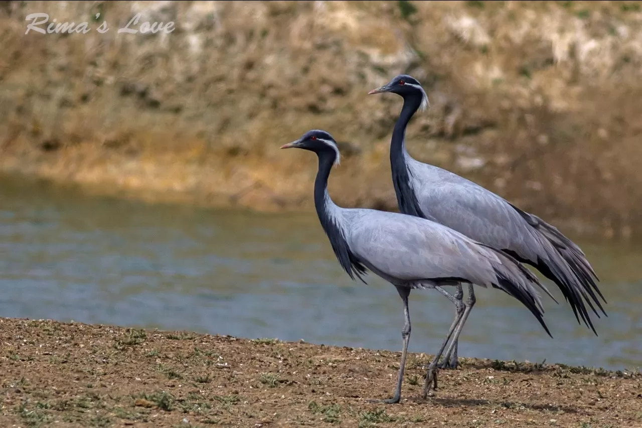 Photo of Jamnagar By travel with rima