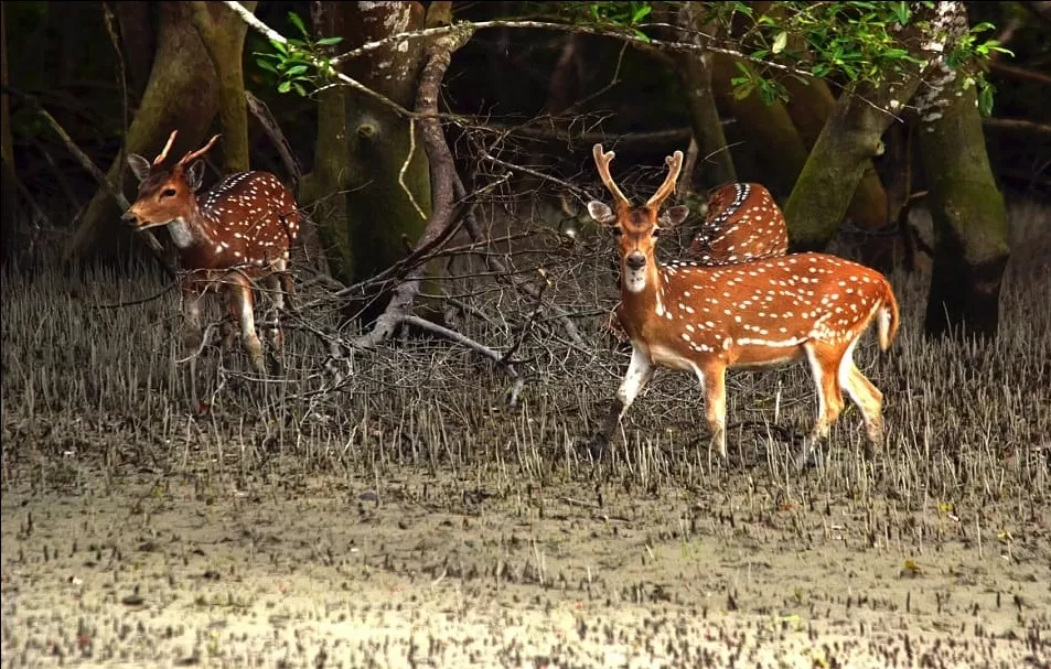 Photo of Sundarban By travel with rima