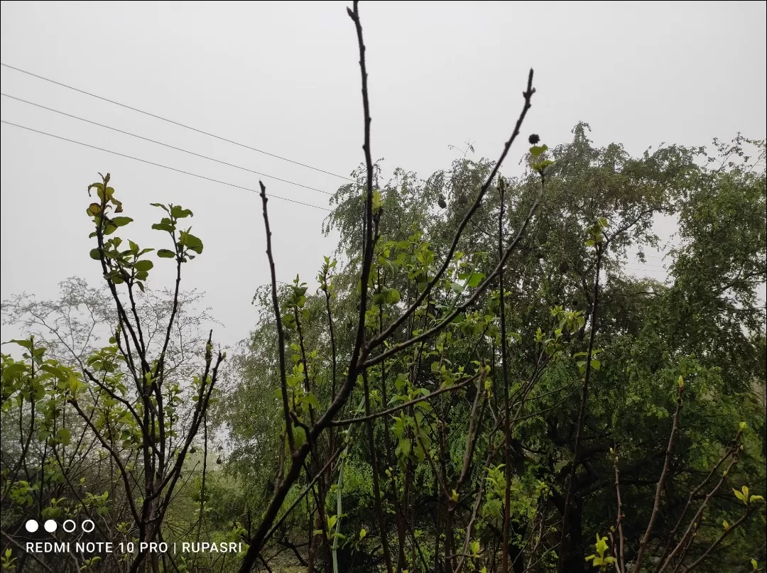 Photo of Salalah By Rupasri Majumder