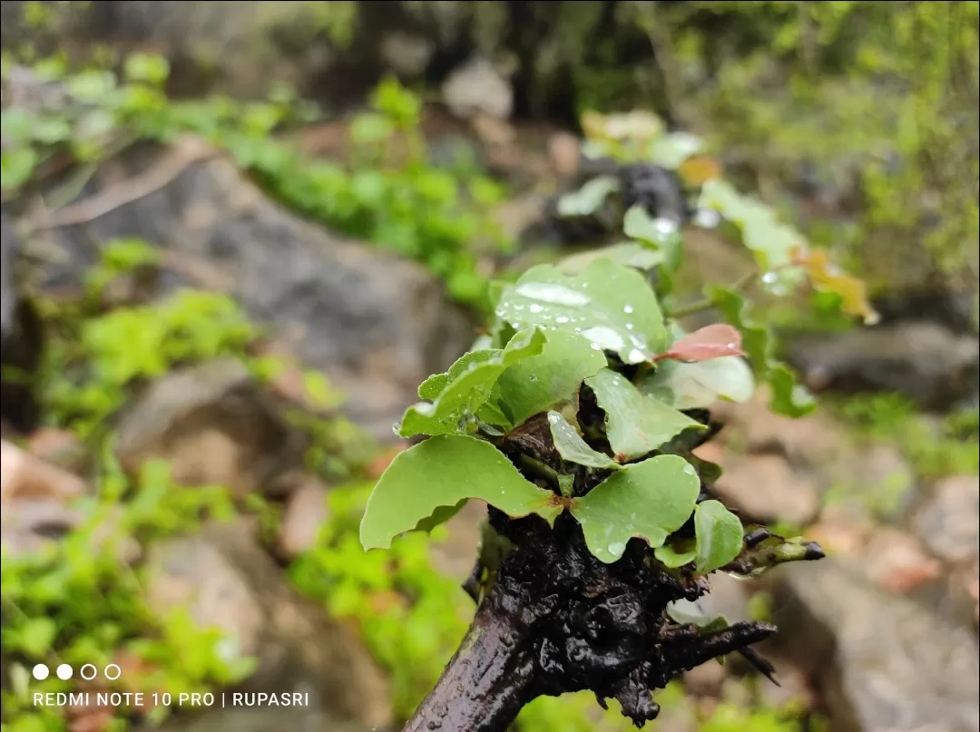 Photo of Salalah By Rupasri Majumder