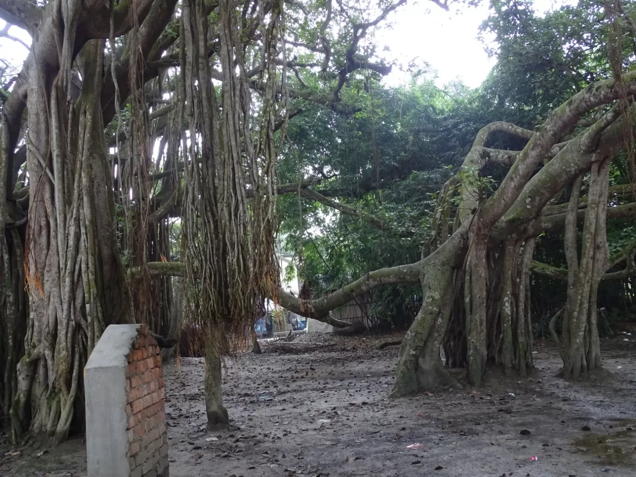 Photo of Hasanabad By Lipika's World 