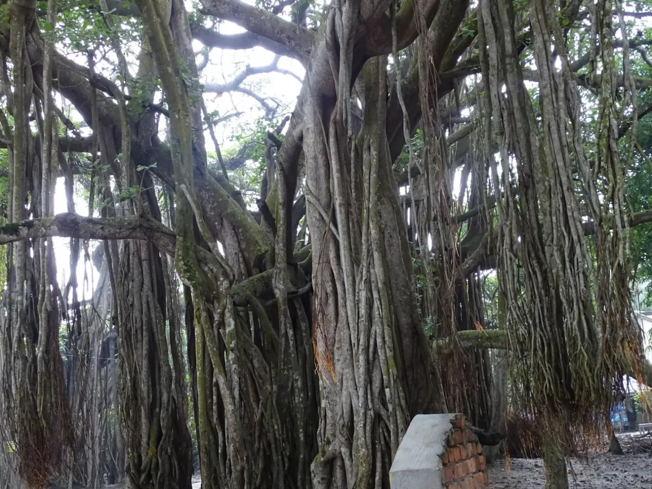 Photo of Hasanabad By Lipika's World 