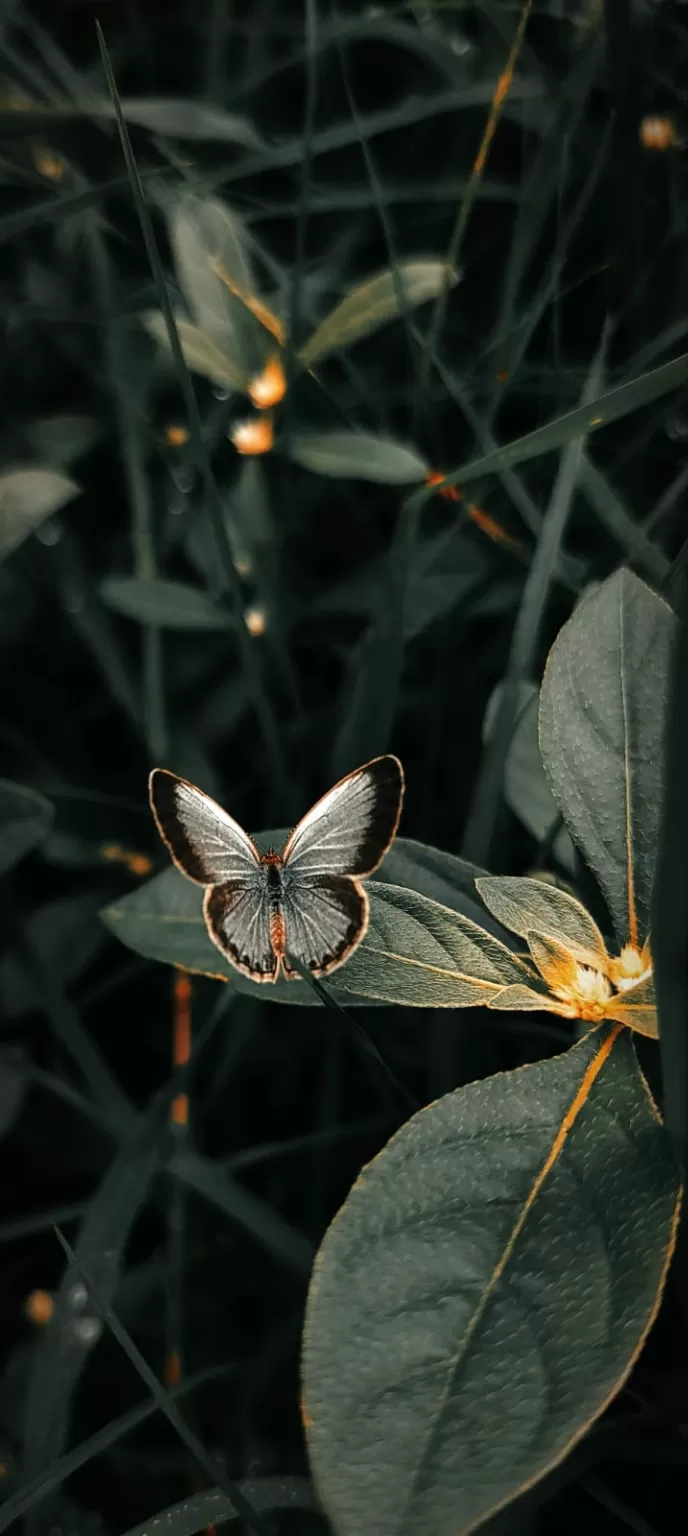 Photo of Noamundi By Sejal Lakra 